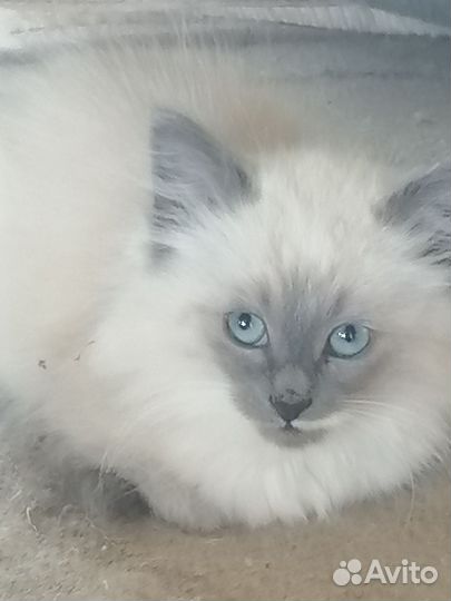 Кошечки две бесплатно в добрые руки