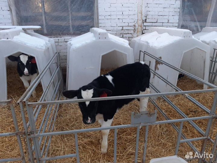 Телята, бычки