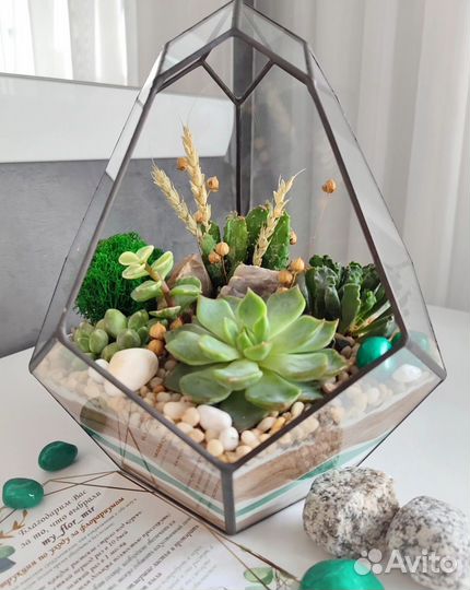 Подарок суккуленты
