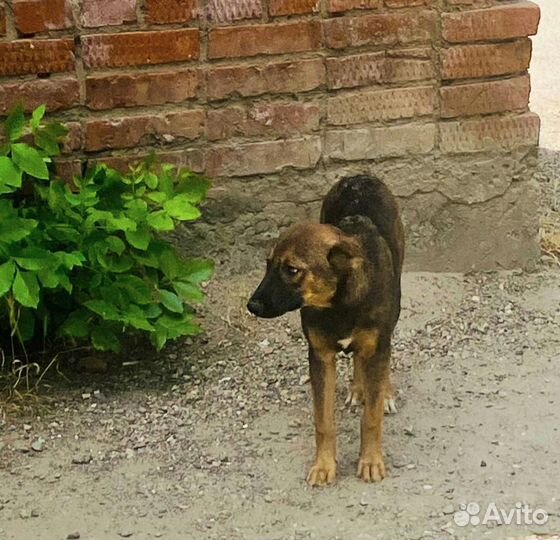 Щенок девочка в добрые руки