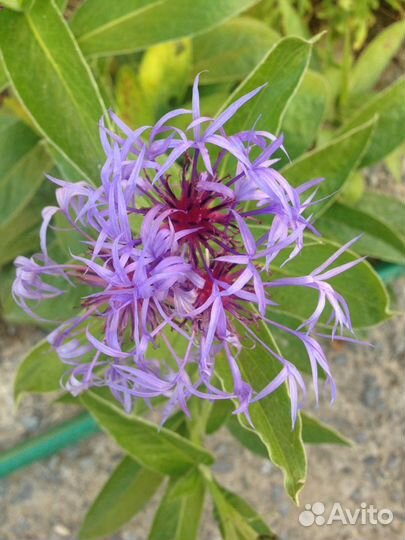 Васильки многолетник для сада