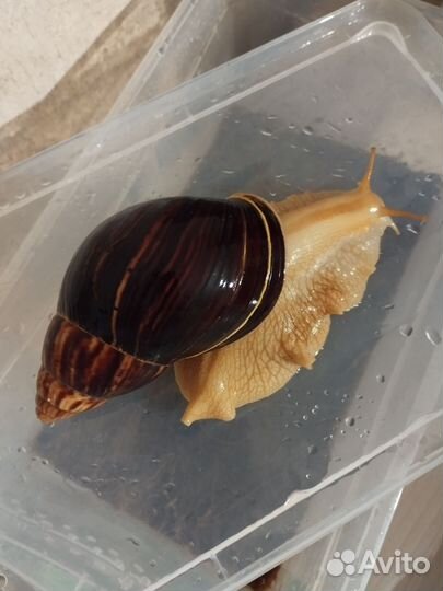 Улитка ахатин