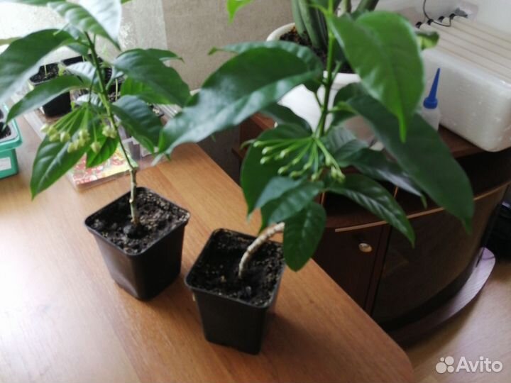 Хойя Мультифлора