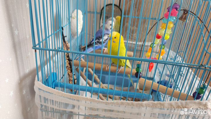 Попугай волнистые мальчик и девочка