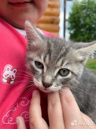 Котята в добрые руки. Оба мальчики