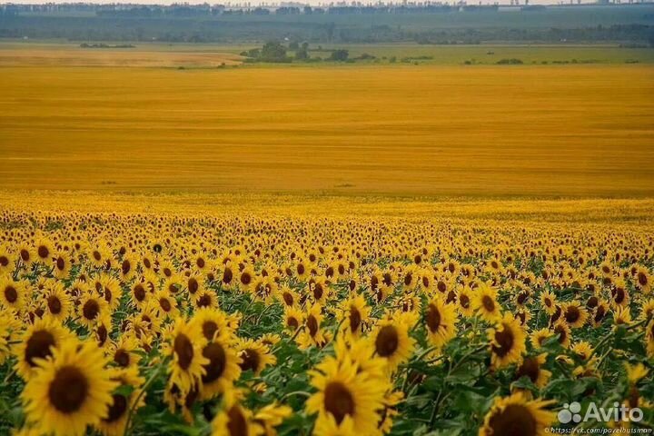 Зерно смесь для грызунов