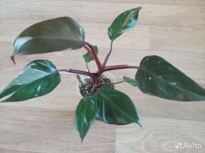 Филодендрон розовая принцесса