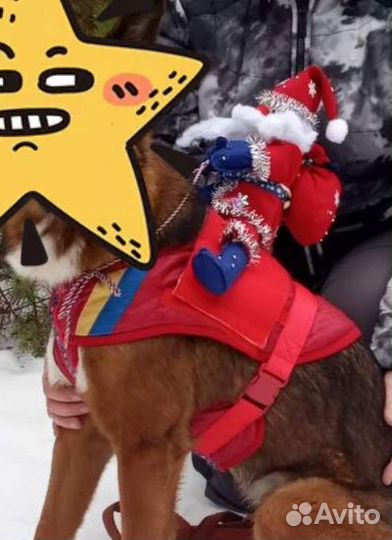 Шлейка для собаки