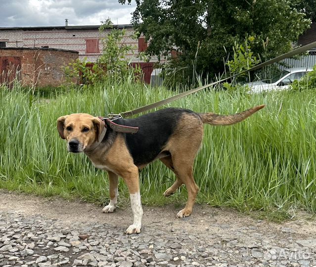 Ищет дом гончая