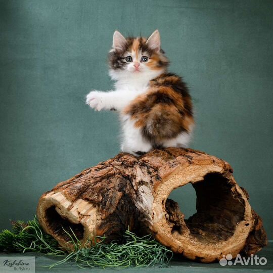 Котята курильский бобтейл