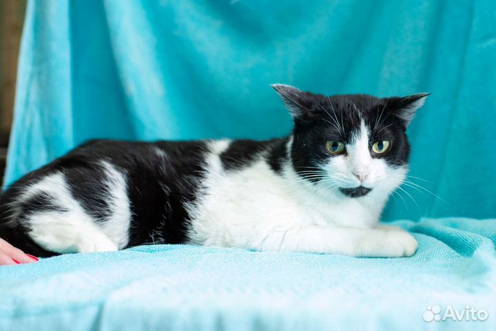 Кошечка в дар