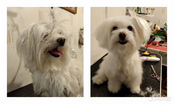 Груминг собак на дому (триминг, стриппинг)