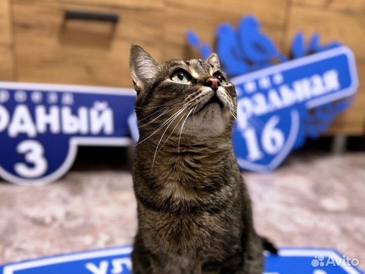Адреснкики, вывески, таблички