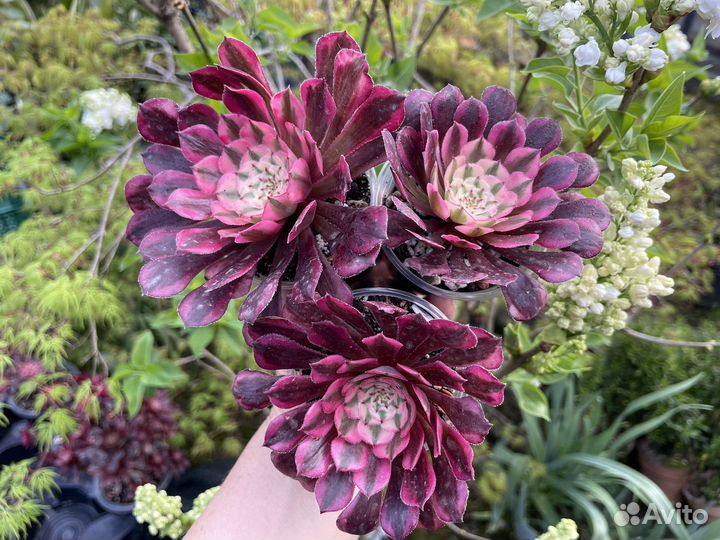 Эониумы вариегатные