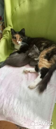 Кошка котёнок