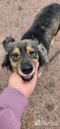 Небольшая спокойная собака в добрые руки