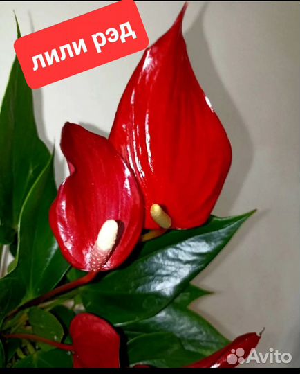 Антуриум лили рэд