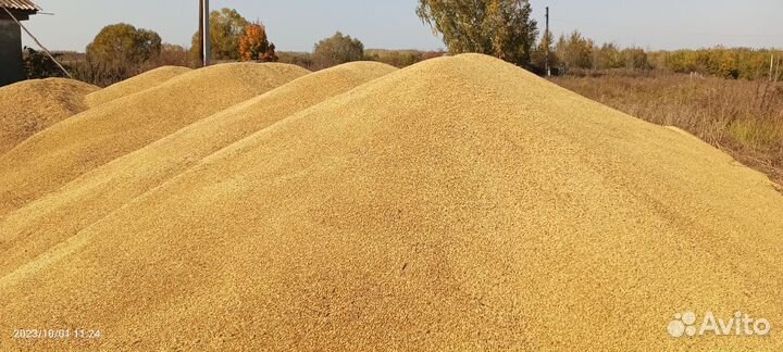 Продам зерно ячмень