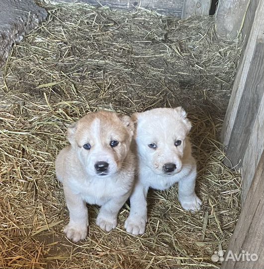 Продажа щенков Алабая