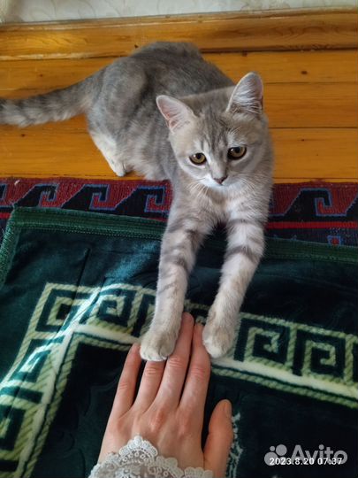 Кошка смешанной породы
