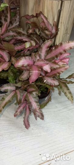 Птерис Albolineata Paint Pink 7/20