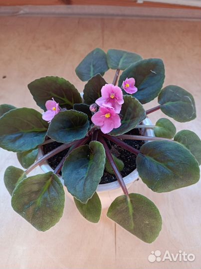 Фиалка в горшке цветущая