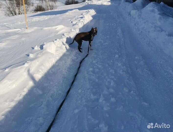 Питбультерьер вязка