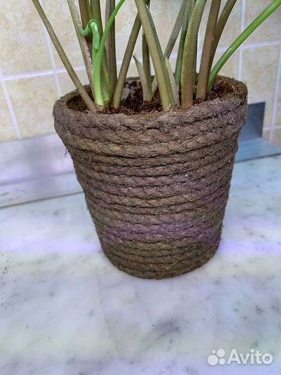 Сингониум Freckles (5 кустиков) 40см