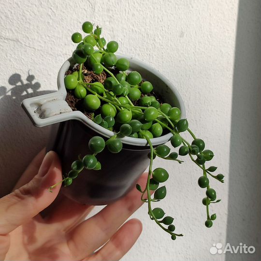 Комнатные растения