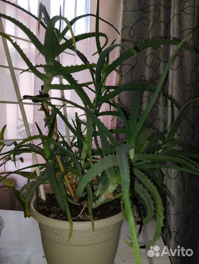 Алоэ лечебный 5летний