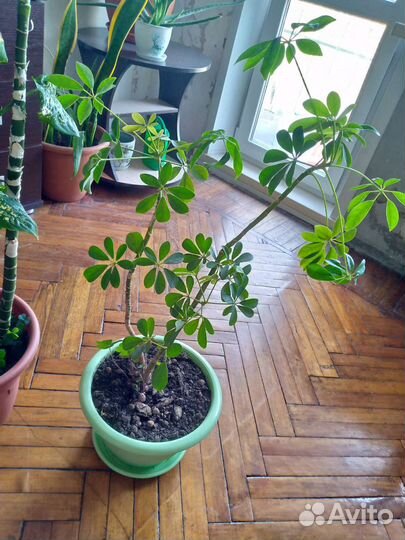 Комнатный цветок Шеффлера