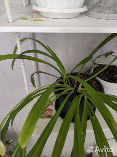 Подвесные полки