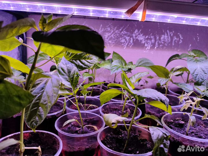 Рассада сладкого перца