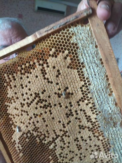 Мёд с собственной пасеки, из Краснодарского края