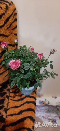 Роза,Антуриум, Фикус и декабрист