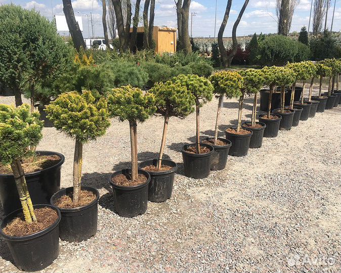 Помощник по хозяйству в теплицы работа в Москве