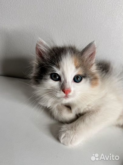 Сибирский котенок девочка