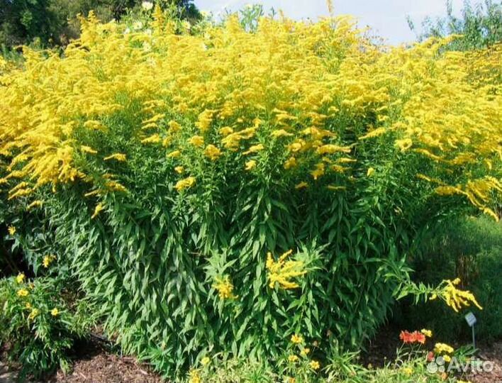 Садовые многолетники