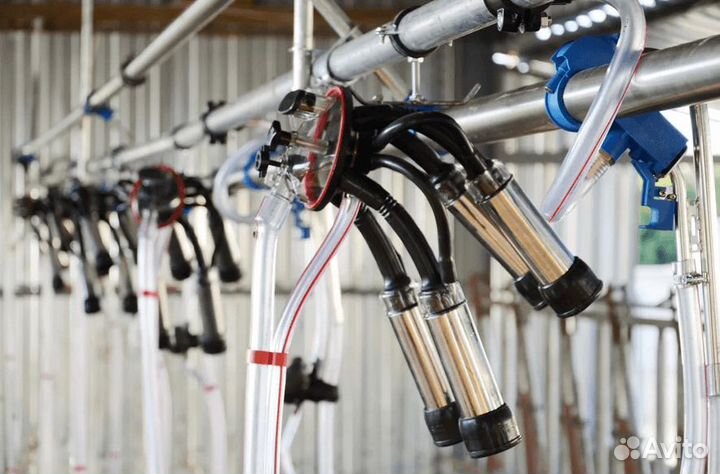 Молокопровод для содержания 100 голов крс