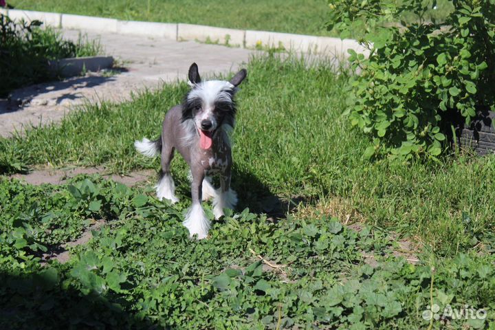 Черная красавица, РКФ