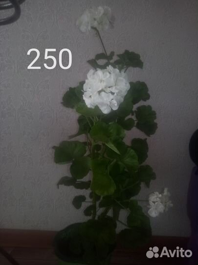 Комнатные растения