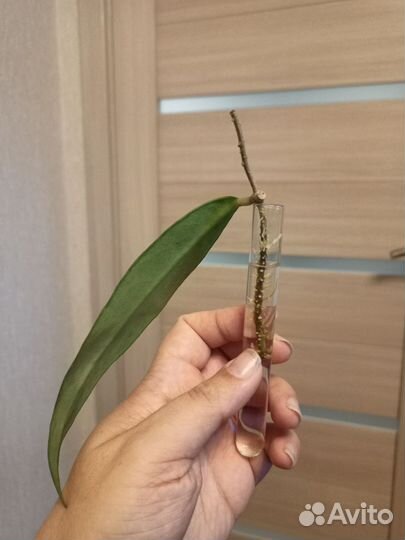 Хойи, замиокулькас Акебоно