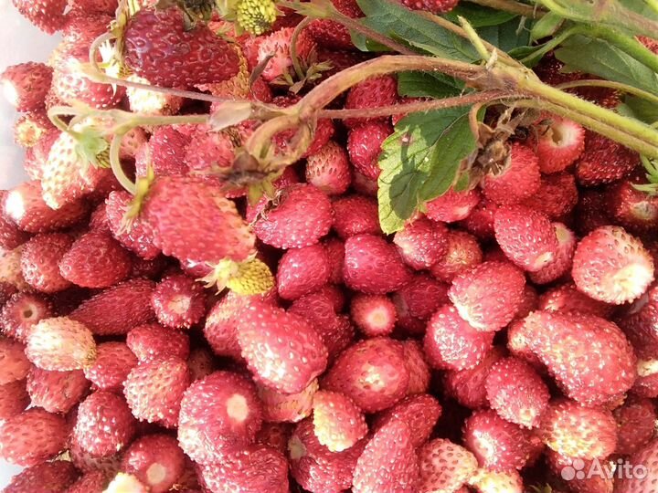 Рассада земляники садовой