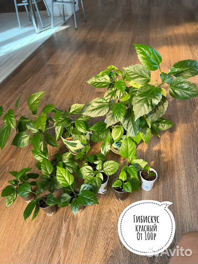 Комнатные цветы