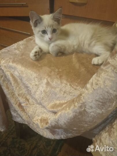 Отдам бесплатно в хорошие руки