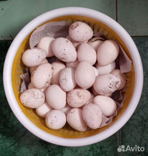 Продаются индюшиные яйца инкубаторские