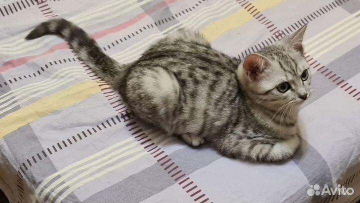 Котёнок девочка британка