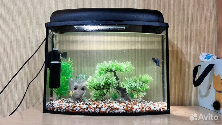 Аквариумные рыбки