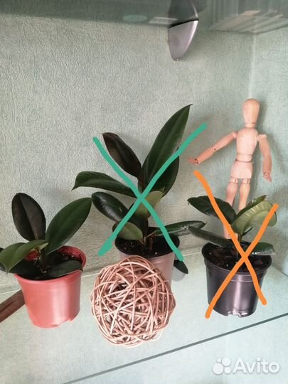 Фикус бронь до 6.10.23