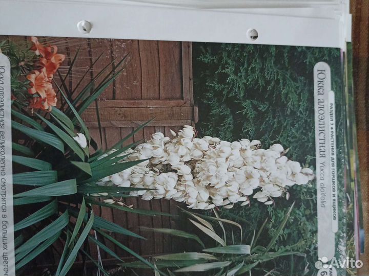 Альбом по цветам